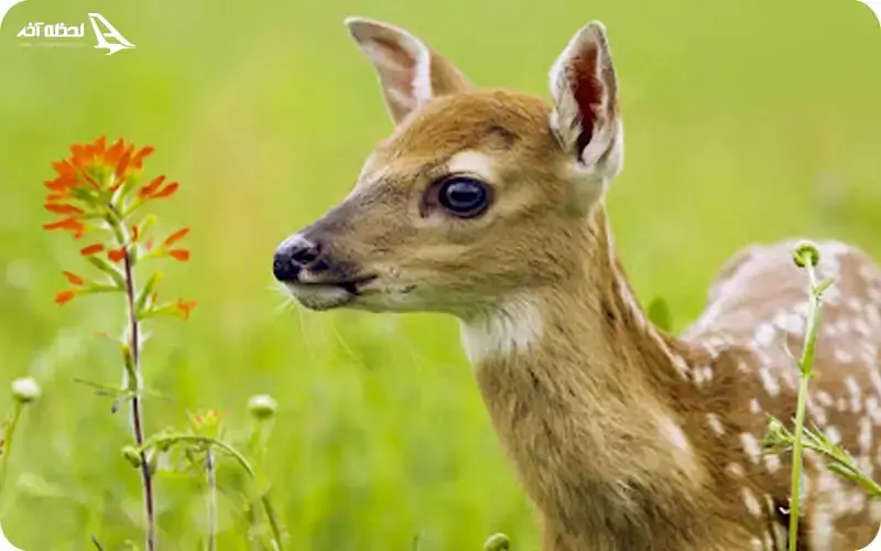 بوستان آهوان کیش